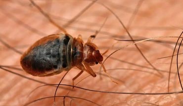 Bed Bugs Treatment in Lahore