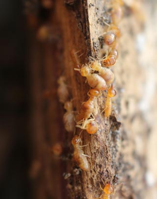 Pest Treatment in Lahore