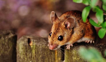 Rodent Control in Lahore