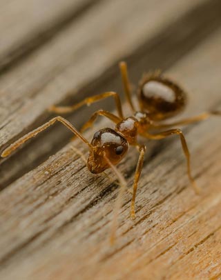 Termite Killers in Lahore